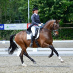 Nicky Star met haar Grand Prix paard Wendel helpt jou, samen met het hele team op weg naar jouw droomdoel!